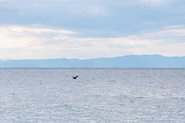 飛翔する美しいアオサギ（サギ科）
英名学名：Grey Heron (Ardea cinerea)
荒井浜海岸三浦市神奈川県-2024
