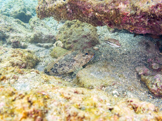カサゴ（フサカサゴ科）
キタマクラ（フグ科）
英名学名：Marbled Rockfish, Sebastiscus marmoratus
Scribbled Toby (Canthigaster rivulata)
荒井浜海岸三浦市神奈川県-2024
