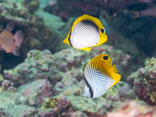 アケボノチョウチョウウオ
トゲチョウチョウウオ（チョウチョウウオ科）他
英名学名：Blackback Butterflyfish, Chaetodon melannotus
Threadfin Butterflyfish, Chaetodon Auriga
荒井浜海岸三浦市神奈川県-2024
