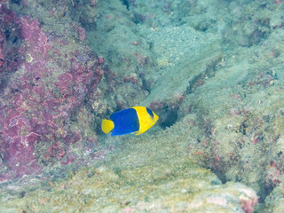 可愛いソメワケヤッコ（キンチャクダイ科）の幼魚他。
英名学名：Bicolor...