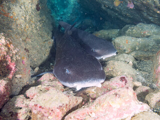 大きく美しいドチザメ（ドチザメ科）。
英名学名：Banded Houndshark, Triakis...