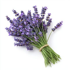 Fototapeta premium A fragrant bouquet of lavender flowers, isolate on white background.
