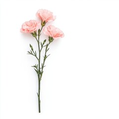 Fototapeta premium A bouquet of pink carnations, isolate on white background.