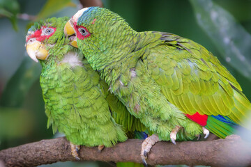 Wildlife photography of birds in Hong Kong park and Shenzhen bay