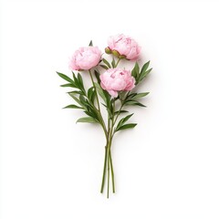 Obraz premium A delicate bouquet of pink peonies, isolate on white background.