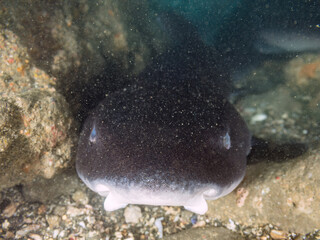 大きく美しいドチザメ（ドチザメ科）。
英名学名：Banded Houndshark, Triakis...