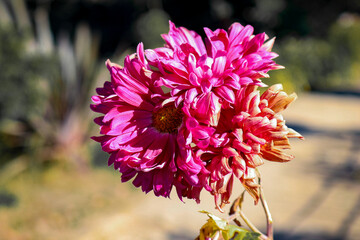 pink dahlia flower