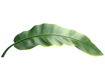 A single green leaf isolated
