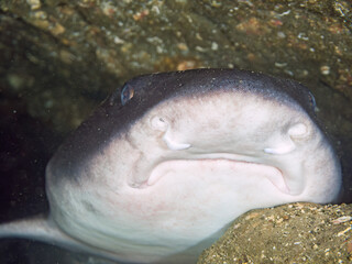 大きく美しいドチザメ（ドチザメ科）。
英名学名：Banded Houndshark, Triakis scyllium
牙が見えている。
群れで昼寝している。
荒井浜海岸三浦市神奈川県-2024
