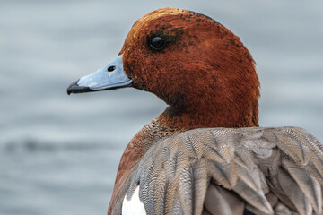 Wildlife photography of birds in Hong Kong park and Shenzhen bay