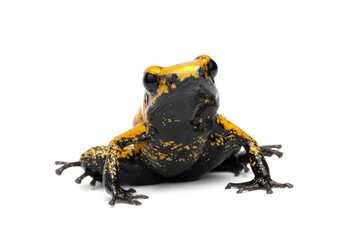 Phyllobates terribilis 