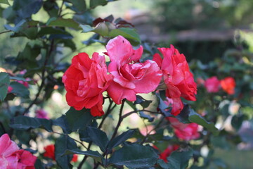 Obraz premium Beautifully captured images of roses or Rose flowers showcasing vibrant colors and intricate details to bring life to creative projects