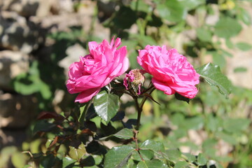 Fototapeta premium Beautifully captured images of roses or Rose flowers showcasing vibrant colors and intricate details to bring life to creative projects