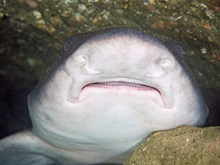 大きく美しいドチザメ（ドチザメ科）。
英名学名：Banded Houndshark, Triakis...