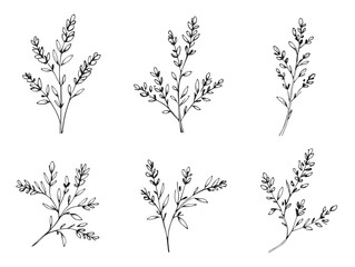 Lavender branch sketch line art botanical drawing for design use © MD Eamon Shikder