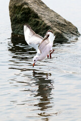 Wildlife photography of birds in Hong Kong park and Shenzhen bay