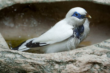 Wildlife photography of birds in Hong Kong park and Shenzhen bay