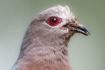 Wildlife photography of birds in Hong Kong park and Shenzhen bay
