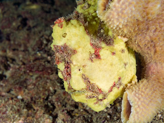 エスカ（触手）を振って小魚を呼び寄せて狩る、可愛いイロカエルアンコウ（カエルアンコウ科）の幼魚。
英名学名：Painted frogfish (Antennarius pictus)
大きなカイメンに乗っている。
荒井浜海岸三浦市神奈川県-2024
