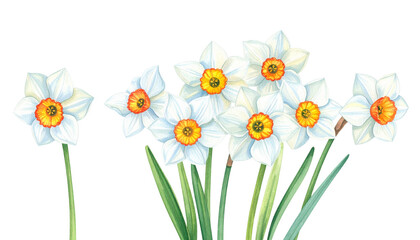 Beautiful white daffodils with vibrant yellow centers bloom gracefully, showcasing their delicate petals and lush green leaves, evoking sense of spring and renewal