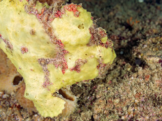 Fototapeta premium エスカ（触手）を振って小魚を呼び寄せて狩る、可愛いイロカエルアンコウ（カエルアンコウ科）の幼魚。 英名学名：Painted frogfish (Antennarius pictus) 大きなカイメンに乗っている。 荒井浜海岸三浦市神奈川県-2024 