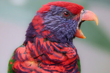 Wildlife photography of birds in Hong Kong park and Shenzhen bay