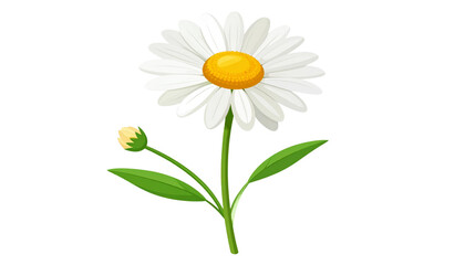 beautiful daisy flower with white petals and bright yellow center, accompanied by small bud and green leaves, symbolizes freshness and nature beauty