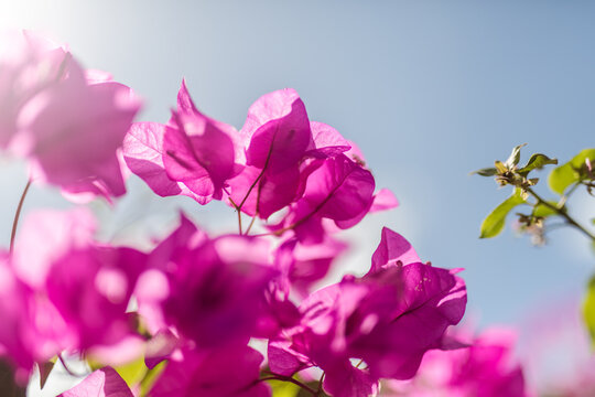 Backlit pink bougainvillea with sun flare