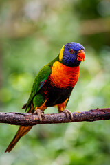 Wildlife photography of birds in Hong Kong park and Shenzhen bay