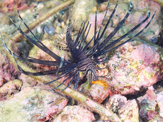 美しいハナミノカサゴ（ミノカサゴ亜科）の幼魚。
黒変種。
英名学名：Red Lionfish (Pterois volitans)
荒井浜海岸三浦市神奈川県-2024
