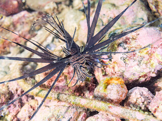 美しいハナミノカサゴ（ミノカサゴ亜科）の幼魚。
黒変種。
英名学名：Red Lionfish (Pterois volitans)
荒井浜海岸三浦市神奈川県-2024
