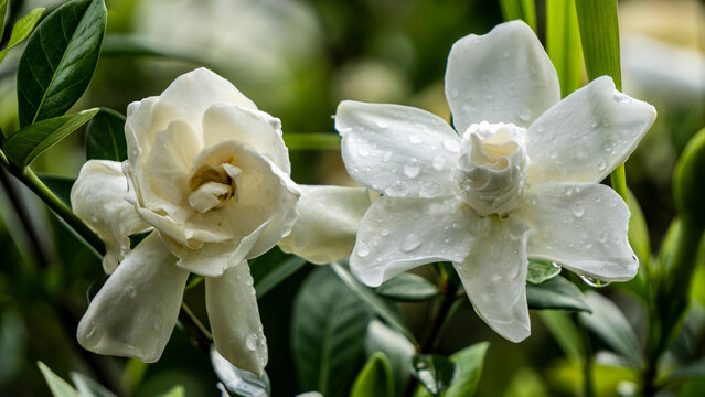 Togor Phool or Crape Jasmine or Chandni fowers close up shot 1