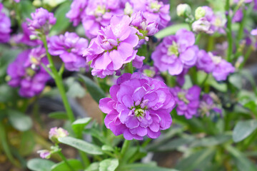 Obraz premium Purple Hoary Stock, Purple Hoary Stock or Matthiola Incana is a member of the Brassicaceae family of flowering plants. It's also commonly known as Brompton Stock, Common Stock, Purple flower in garden
