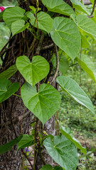 Saguni Lota Leaves and branches scientific name Tinospora Cardifolia has incredible health benefits 2