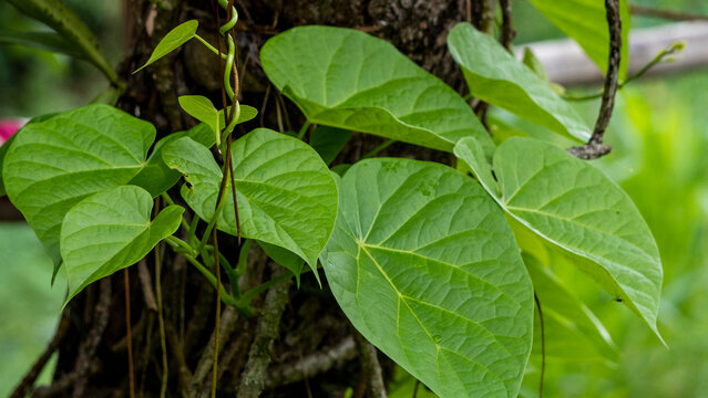 Saguni Lota Leaves and branches scientific name Tinospora Cardifolia has incredible health benefits 3