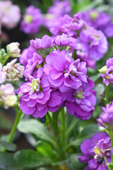 Fototapeta premium Purple Hoary Stock, Purple Hoary Stock or Matthiola Incana is a member of the Brassicaceae family of flowering plants. It's also commonly known as Brompton Stock, Common Stock, Purple flower in garden
