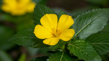 Close shot of Yellow Alder or Turnera ulmifolia blooming video