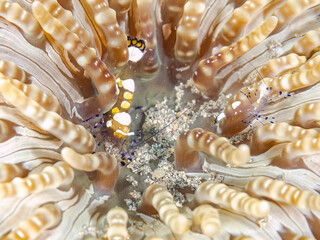 イソギンチャクカクレエビ（テナガエビ科）, Anemone shrimp, Ancylocaris...
