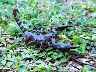 Black scorpions are dangerous spiders with venomous stingers and claws. They are found solitary in nature, with one living on the ground.