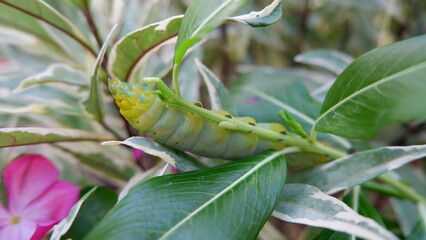caterpillar on a leaf