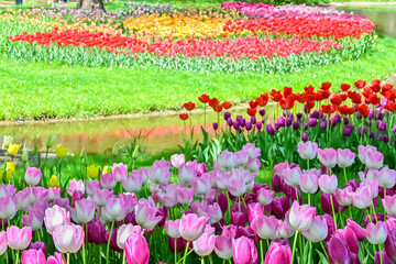 美しいチューリップの花