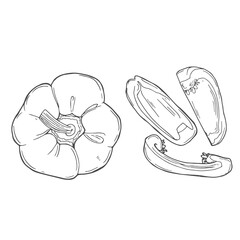 Hand drawn illustration set of bell peppers isolated on white background. Sketch style vector capsicums. Health eco food fresh farm drawing.