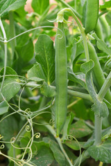 Green peas grow in the garden Beautiful close up of green fresh peas and pea pods. Healthy food, Bush of sweet pea with ripe pods cultivated on vegetable garden, green peas closeup in nature, Pakistan