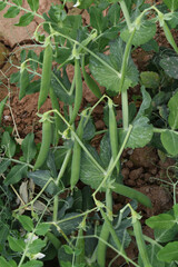 Green peas grow in the garden Beautiful close up of green fresh peas and pea pods. Healthy food, Bush of sweet pea with ripe pods cultivated on vegetable garden, green peas closeup in nature, Pakistan