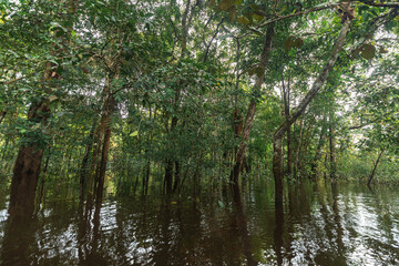 TAHUAMPAS OR FLOODABLE FORESTS, ARE KNOWN IN THE AMAZON RAINFOREST FOR BEING FORESTS THAT FLOOD...