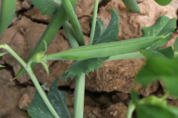 Green peas grow in the garden Beautiful close up of green fresh peas and pea pods. Healthy food, Bush of sweet pea with ripe pods cultivated on vegetable garden, green peas closeup in nature, Pakistan