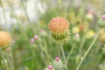 A blooming Creeping Thistle plant, Creeping thistles flower at the meadow. wild flower bloom, thistle in seed, natural flower, creeping thistle flower closeup, Closeup of fluffy creeping thistles seed