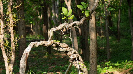 Twisted jungle vine in tropical forest.