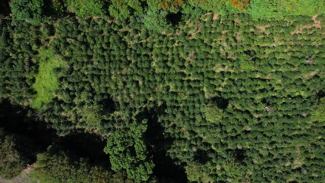 Birds Eye Aerial View of Coffee Plantation, Green Rows of Plants in Landscape of Central America