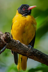Wildlife photography of birds in Hong Kong park and Shenzhen bay